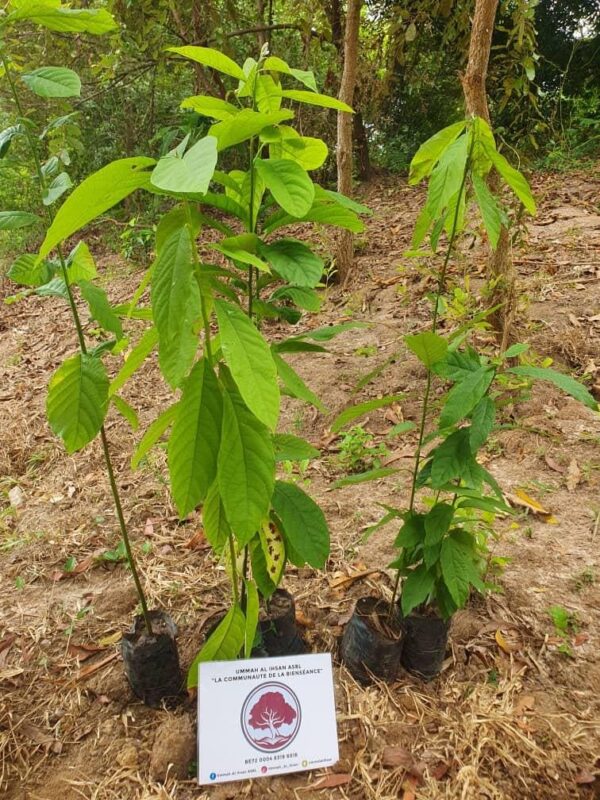 Plantation d'arbre fruitier – Image 3